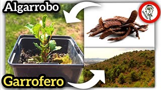 ​Cultivar Árbol de ALGARROBO o GARROFERO Desde Semilla Germinación y Desarrollo by mixim89 [upl. by Anadal]