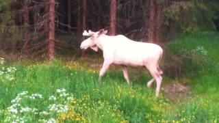 quotTHE WHITE MOOSE OF SWEDENquot quotVITA ÄLGENquot  quotWEISS ELCHquot [upl. by Lehcear]