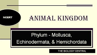 Phylum Mollusca  Echinodermata  Hemichordata  Animal Kingdom Class 11 [upl. by Oiramel]