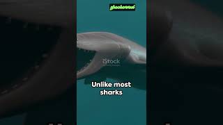 Mysteries of the Deep The Frilled Shark shorts ai [upl. by Anirav]