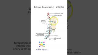 Anatomy Thorax 243 internal thoracic artery course musculophrenic superior epigastric [upl. by Tiertza]