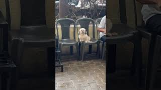 Dog patiently wait for parents doglover innocent puppy petlover puppiesandkids puppyhood [upl. by Eima]