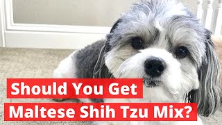 Should you get Maltese Shih Tzu Mix Malshi  Everything About Maltese Shih Tzu Mix [upl. by Arelc950]