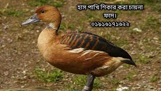 bali hash dhora faddak pakhi dhora fadwaterhen dahuk bird trap hunting [upl. by Eliath]