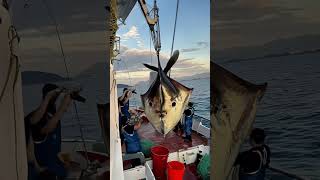 Giant Sea Monsters Caught by Fishermen 🐙🎣GiantSeaCreatures FishingDiscoveries OceanMysteries [upl. by Epilif]