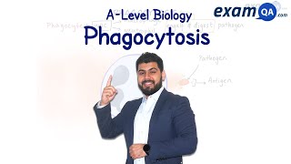 Phagocytosis  ALevel Biology [upl. by Crosby640]