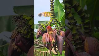 Rare Multiflower Banana bananafarming trending reels viral viralvideo shorts youtubeshorts [upl. by Nador457]