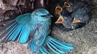 Verditer flycatcher Birds Mother feeds baby in nest Review Bird Nest [upl. by Theall508]