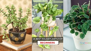 15 Best Houseplants For Beginners  Best Indoor Plants [upl. by Nenney]