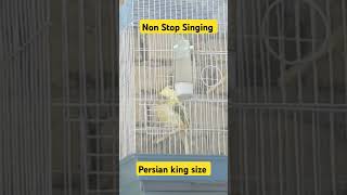 KING SIZE CANARY BIRDSampBIRBS BIRDSNBIRBS كناري كناريباكستان [upl. by Buchanan]