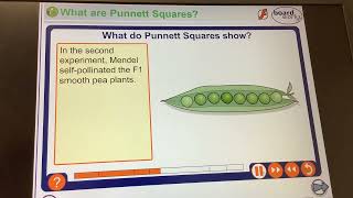 KS4GCSEBiologyMonohybrid cross Mendels peas smooth vs wrinkly [upl. by Stafford]