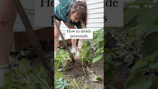 How to divide hostas gardening landscaping perennial [upl. by Sellma29]