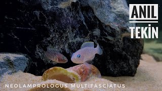 Neolamprologus Multifasciatus [upl. by Assisi694]