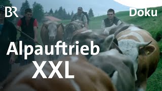 20 Kilometer Alpfahrt Einer der längsten Alpauftriebe im Allgäu  Schwaben amp Altbayern  BR [upl. by Arral]