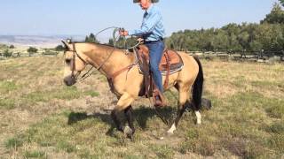 SOLD Buckskin Trail Horse Gelding [upl. by Trix]