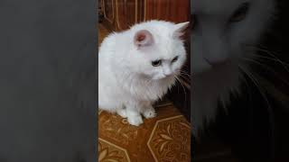 Turkish Angora Cute Cat [upl. by Angelis]