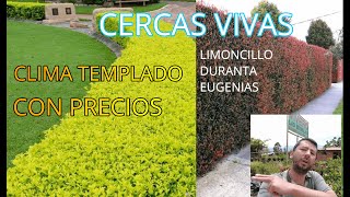 LAS MEJORES CERCAS VIVAS CLIMA TEMPLADO DURANTA LIMONCILLO EUGENIAS CON PRECIOS DE VIVERO [upl. by Pedaiah693]