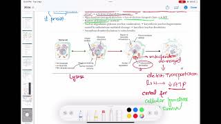 Irreversible cell injury Pathology 6  First Aid USMLE Step 1 in UrduHindi [upl. by Narat436]