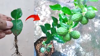 Good ideas graft a kaffir lime trees from kaffir lime leaves in pot [upl. by Aikyt]