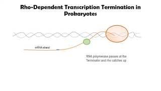 Rhodependent Transcription Termination in Prokaryotes [upl. by Elyac951]