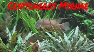 Cryptoheros Myrnae new additions to the 75g [upl. by Enawtna]