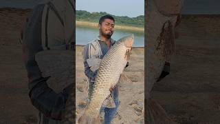 Indian Carp Fish  King Size Carp Fish  Record Size Carp Fish 🥰fishing carpfish shorts short [upl. by Sinclair]