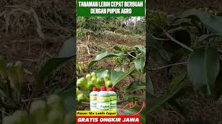 Agro lestari rahasia petani tanaman subur lebih cepat [upl. by Idola]