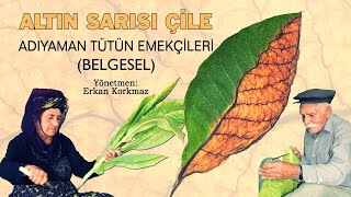 Altın Sarısı Çile  Belgesel Adıyaman Tütün Belgeseli [upl. by Assennav657]