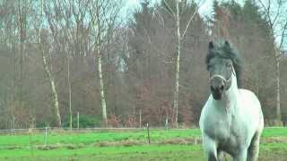 Belgian Draft Horsesnational stallion champion 2014 [upl. by Suedama]