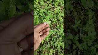 அதிசய மூலிகை  Vettu Kaaya Poondu  தாத்தா பூ  Tridax Procumbens  imw [upl. by Alair]