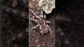 10 A geniculata auf dem besten Wege zum stattlichen Mann shorts vogelspinne terraristik [upl. by Langill534]