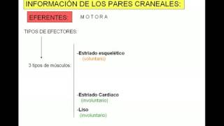 Pares Craneales 2  Diagnostico X [upl. by Kramer]