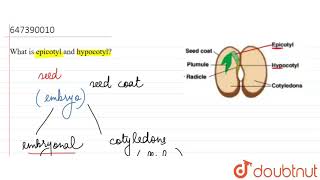 What is epicotyl and hypocotyl  11  General doubts  BIOLOGY  LECTURE NOTES CREATED QUESTION [upl. by Yralih]