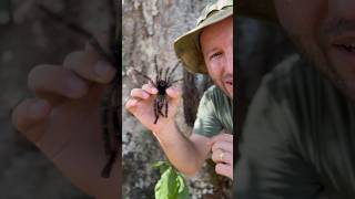 Filmando aranha caranguejeira na mão spider aranhas [upl. by Welton]