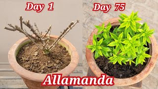 Allamanda flower plant care Allamanda को घना कैसे बनाए  Allamanda plant fertilizer [upl. by Lief139]