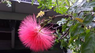 Calliandra  Red Powder Puff plant HD 01 [upl. by Hatty]