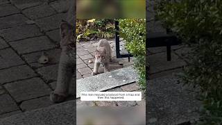 This man rescued a bobcat from a trap and then this happened animalshorts shortvideo [upl. by Kcirdderf]