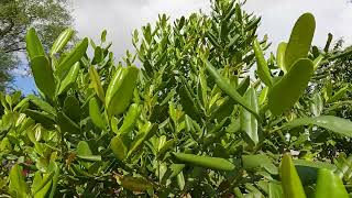 Pimenta officinalis Ayurveda plant video [upl. by Omor]