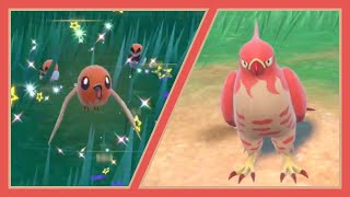 FULL ODDS SHINY TALONFLAME  Pokemon Violet Full Odds SBQ 1 [upl. by Erlandson]