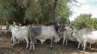 Tharparkar cows KachiTharikankrej cows documentary [upl. by Hsiekal960]