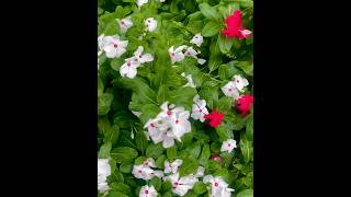 Stunning in the strom ニチニチソウ Catharanthus roseus flowers [upl. by Slayton774]