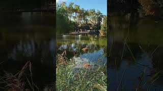 PARC DE quotCAN MERCADERquot Cornellà de Llobregatparque lago cornella nature travel turismo [upl. by Aloibaf]