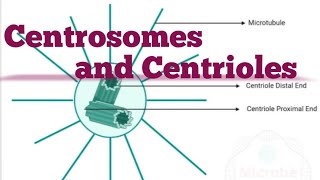 Centrosomes in Animal cell [upl. by Druci]