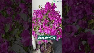 Top drought tolerant plants in India for pots floweringplants plants [upl. by Leitao]