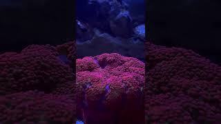 Carpet Time coral fish fishtank [upl. by Jermain]