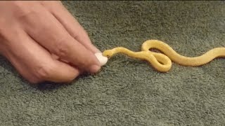 Tiny Snake Eats Egg [upl. by Jillene]