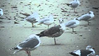 Putative Azorean Yellowlegged gull 3cy Peniche Portugal [upl. by Cynthla39]