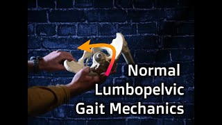 Normal Lumbopelvic Gait Mechanics [upl. by Salema]