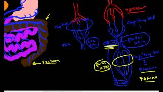 Hepatic Portal Circulation Anatomy amp Physiology [upl. by Rosenzweig]