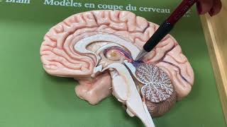 Cerebellum Diencephalon ve Bazal Ganglionlar [upl. by Berck161]